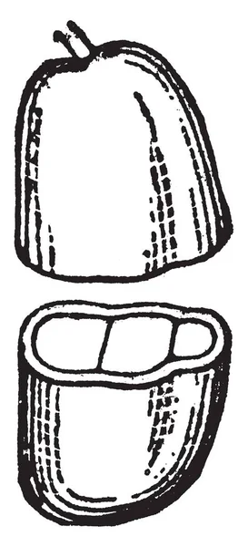 Является Картина Горького Креста Фрукты Разделены Две Части Рисунок Винтажной — стоковый вектор