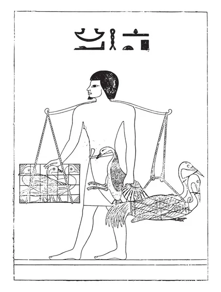 Criador Aves Egipto Ilustración Grabada Vintage — Archivo Imágenes Vectoriales