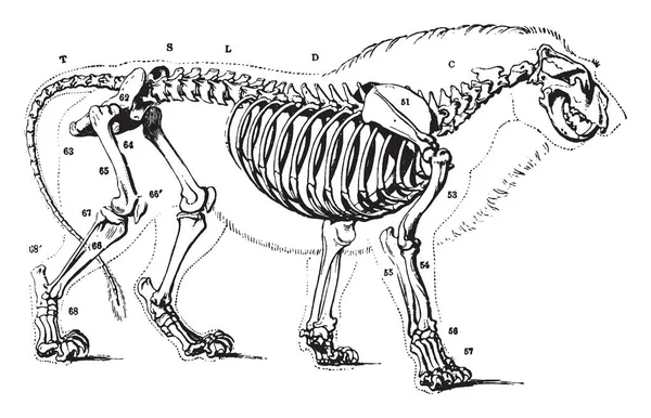 Lion Skelet Die Inheems Vlakte Van Afrika Vintage Lijntekening Gravure — Stockvector