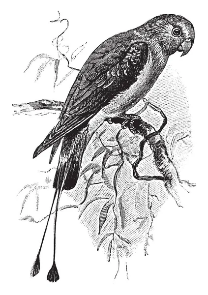 棘轮尾鹦鹉是一只鸟鹦鹉与两个长的尾巴羽毛 复古线图画或雕刻例证 — 图库矢量图片