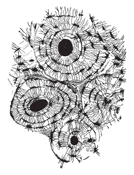 Transverse Section Compact Tissue Humerus Magnified 150 Diameters Vintage Line — Stock Vector