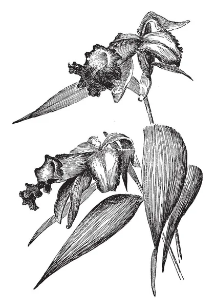 在墨西哥北部和南部发现的一种伟大的花卉物种 是一种复古的线条绘画或雕刻插图 — 图库矢量图片