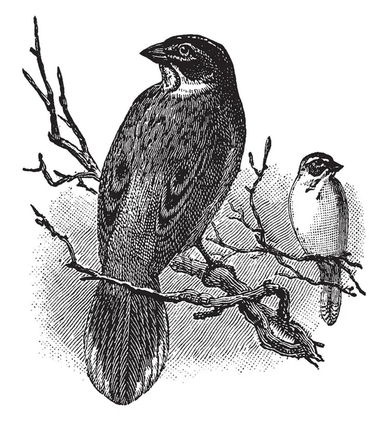 Lark Finch North American Bird Having Long Graduated Vintage Line — Stock Vector