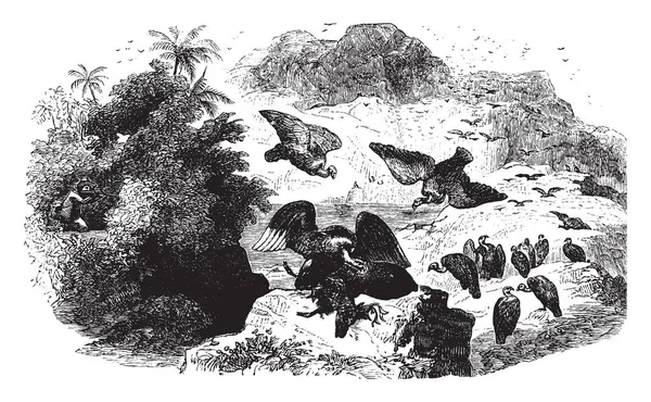 秃鹫几乎完全以腐肉 复古线条画或雕刻插图为食 — 图库矢量图片