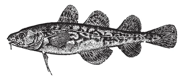 Tomcod Tipo Merluzzo Bianco Che Trova Nelle Acque Costiere Nordamericane — Vettoriale Stock