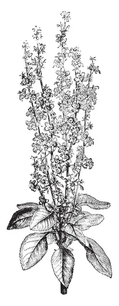 Est Une Branche Florifère Campanula Pyramidalis Des Fleurs Bleu Étoilé — Image vectorielle