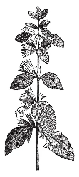 Melisa Bitki Resimdir Yaprak Çiçek Kök Düğümü Vintage Çizgi Çizme — Stok Vektör