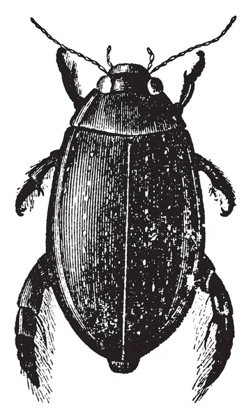 伟大的潜水甲虫 通常生活在湿地和池塘 复古线条画或雕刻插图 — 图库矢量图片