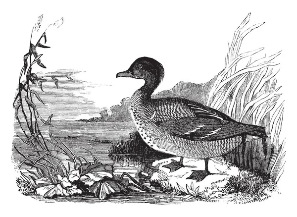 Questa Illustrazione Rappresenta American Green Winged Teal Disegno Linea Vintage — Vettoriale Stock