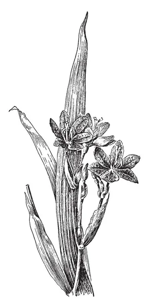 ヒオウギ成虫植物は成長背の高い 花通常斑点を付けられます 葉が長く 先の尖った ビンテージ ライン描画または彫刻の図 — ストックベクタ