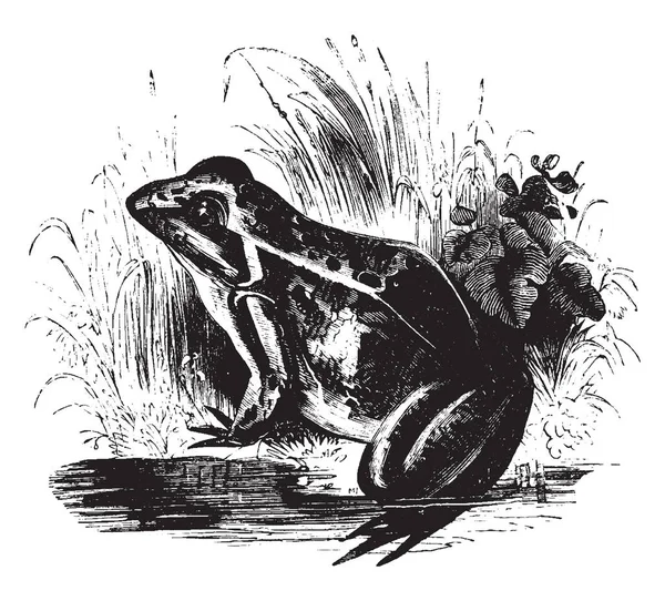 Обыкновенная Лягушка Европы Распространенное Хорошо Известное Животное Винтажный Рисунок Линии — стоковый вектор
