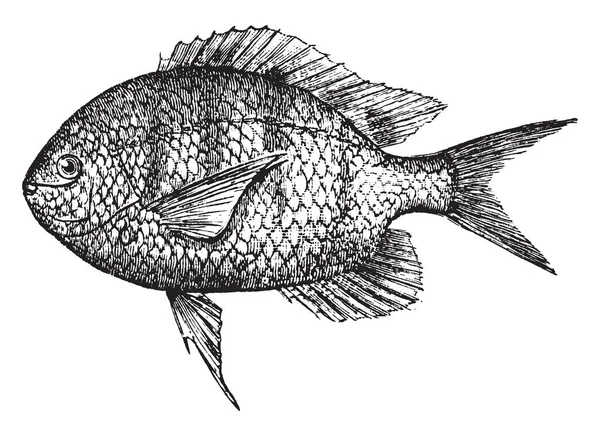 Pomacentridae 是一种生活在热带海域的鱼 复古线条绘画或雕刻插图 — 图库矢量图片