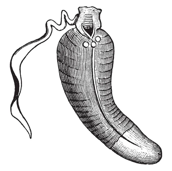 Lepel Worm Beschouwd Ringwormen Hoewel Zij Niet Gesegmenteerde Vintage Lijntekening — Stockvector