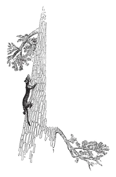 Weasel Arbre Dans Cadre Dessin Ligne Vintage Illustration Gravure — Image vectorielle