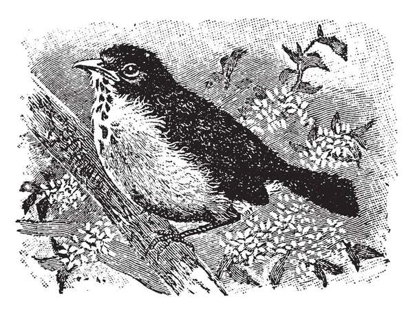 Robin Redbreast Jest Gatunków Ptaków Rodziny Lasówka Vintage Rysowania Linii — Wektor stockowy