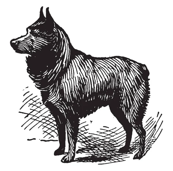 Schipperke 是比利时的一种小型狗 起源于16世纪初 复古线条绘制或雕刻插图 — 图库矢量图片