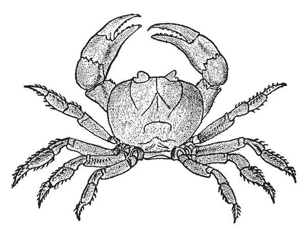 陆地蟹已经进化到主要生活在陆地上 复古线画或雕刻插图 — 图库矢量图片