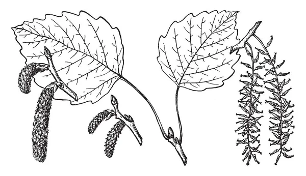 Ein Zweig Der Großzahn Espe Vintage Linienzeichnung Oder Gravierillustration — Stockvektor