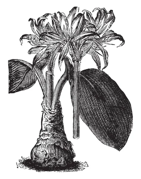 Ajuste Una Planta Con Flores Cuyas Hojas Son Verdes Elípticas — Archivo Imágenes Vectoriales