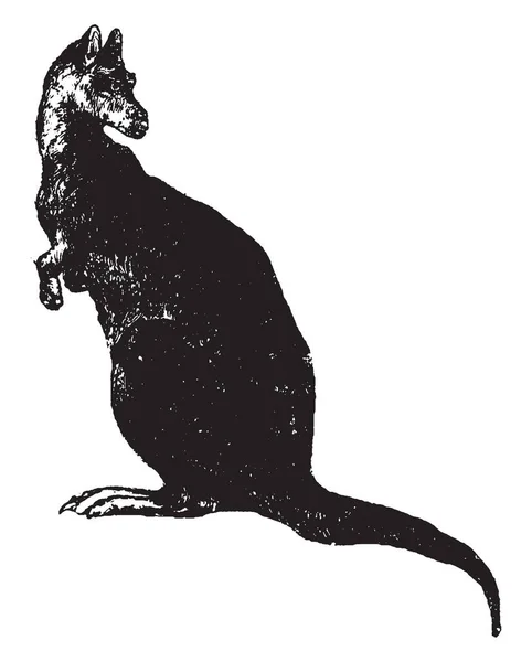 袋鼠是一个有袋动物从家庭 Macropodidae 复古线条画或雕刻插图 — 图库矢量图片