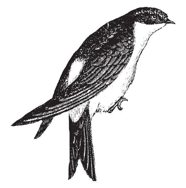 Swallow uzun sivri uçlu kanatları çatallı kuyruğu, vintage çizgi çizme veya oyma illüstrasyon tarafından tanınıyor.