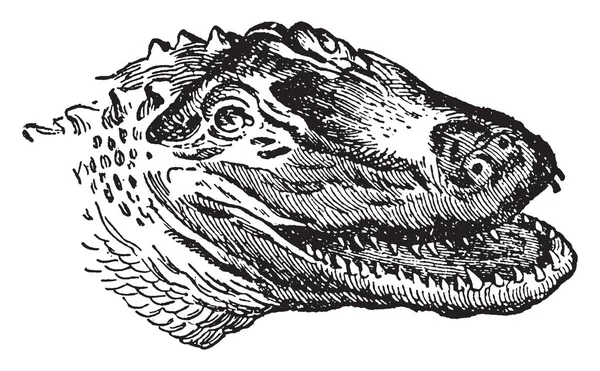 Amerikanischer Alligator Ist Ein Großes Krokodilreptil Das Den Südöstlichen Vereinigten — Stockvektor