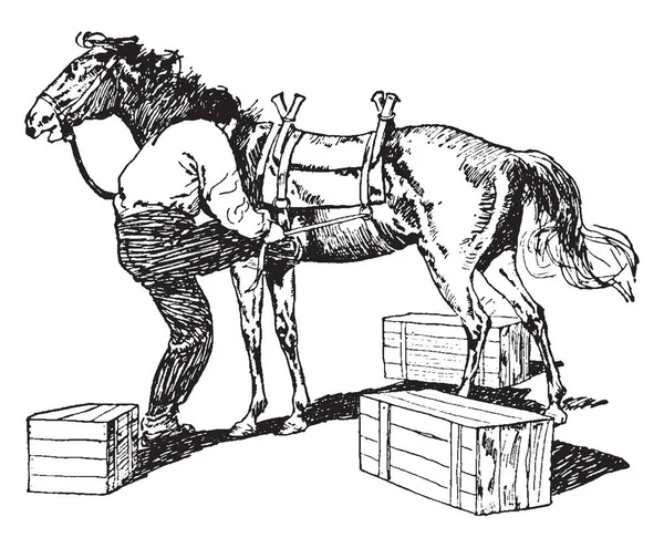 Упаковочная Лошадь Используется Перевозки Тяжелых Грузов Рисования Винтажных Линий Гравировки — стоковый вектор