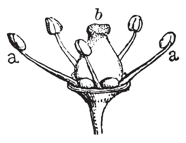 Illustration Grapevine Blomma Efter Kronbladen Har Fallit Bilden Visar Pistill — Stock vektor