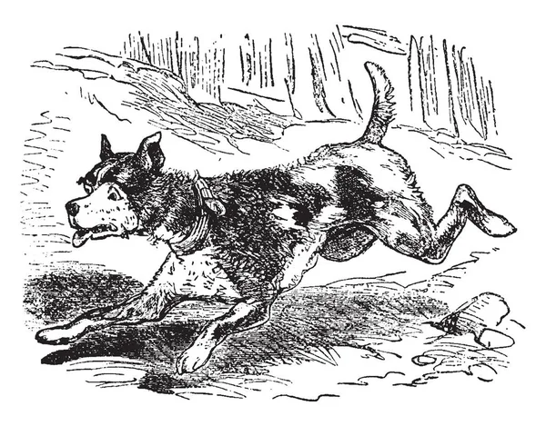 Perro Está Corriendo Dibujo Línea Vintage Ilustración Grabado — Archivo Imágenes Vectoriales