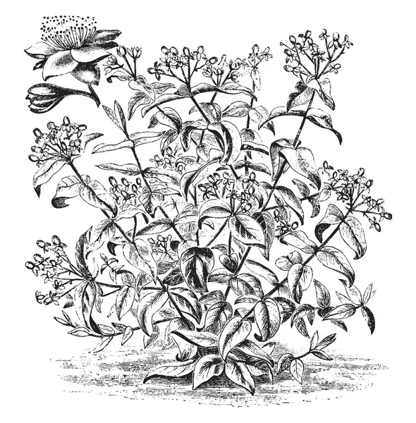 这是一个习惯和分离的花丝桃 Androsaemum 被称为甜琥珀或 Tutsan 主要见于欧亚大陆 复古线条画或雕刻插图的图片 — 图库矢量图片