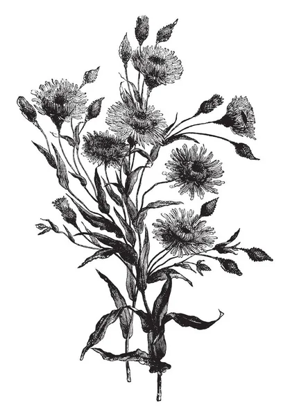 Μια Εικόνα Που Δείχνει Podolepis Εμφανίζουν Φυτό Λουλούδι Είναι Μοιάζει — Διανυσματικό Αρχείο