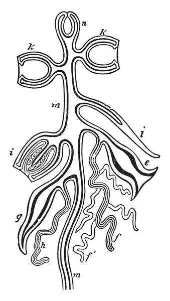 ビンテージの線描画や彫刻イラストの合間に配置表示 Cyclosystems Astylus Subvividis — ストックベクタ