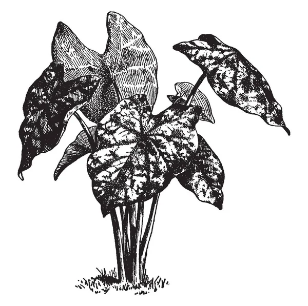 这是芋 Humboldtii 的照片 它有心形叶片细长和长茎 复古线条画或雕刻插图 — 图库矢量图片