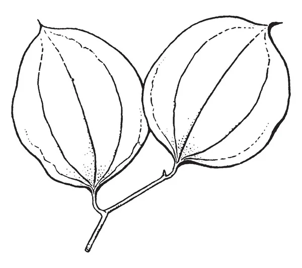 シオデ属の木の枝を示す画像 葉のサルトリイバラ ツリーは 頂点と茎に基地から実行しているいくつかの静脈 主にとげのある ヴィンテージの線描画や彫刻イラスト — ストックベクタ
