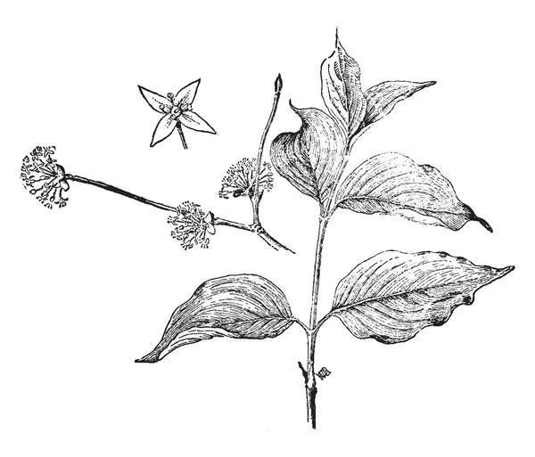Arbuste Qui Bois Dur Des Fleurs Parfaites Dessin Ligne Vintage — Image vectorielle