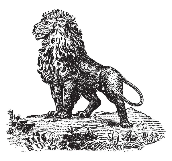 Лев Стоящий Скале Рисунок Винтажной Линии Гравировка — стоковый вектор