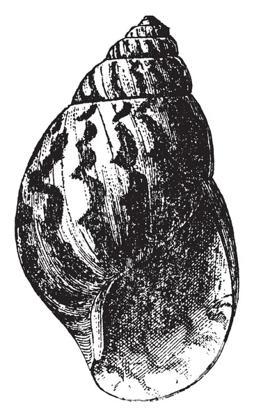 玛瑙壳是豆腐果苷家族的土地蜗牛属 复古线条画或雕刻插图 — 图库矢量图片