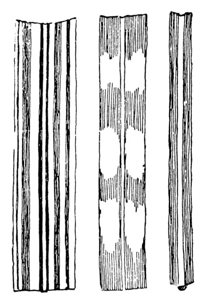 Questo Mostra Steli Varietà Miscanthus Sinensis Molto Sottile Lungo Linea — Vettoriale Stock