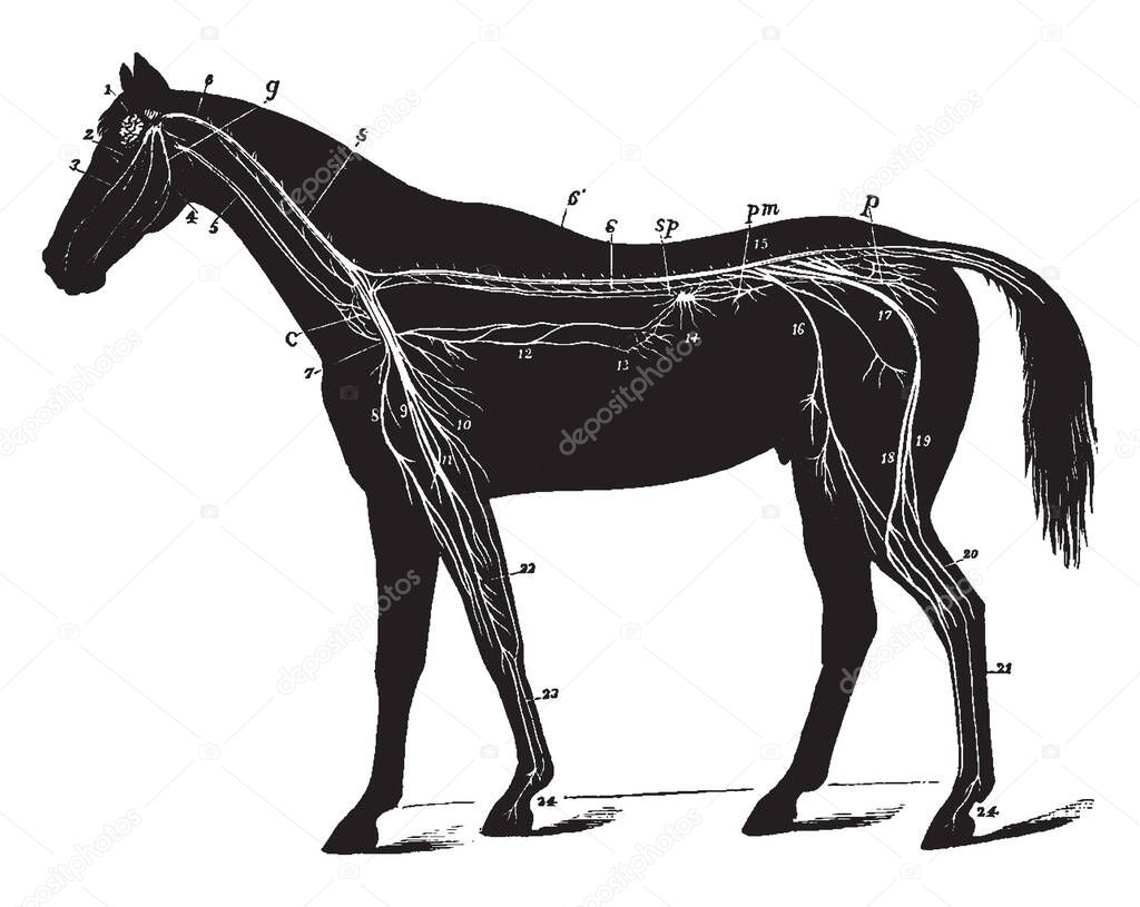 Sistema Nervioso del Caballo donde está presente el plexo lumbo sacro