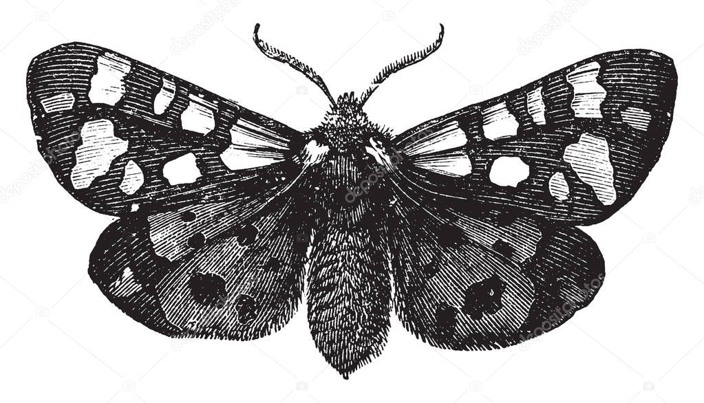 Tiger Moth belongs to the bombycina tribe of moths, vintage line drawing or engraving illustration.