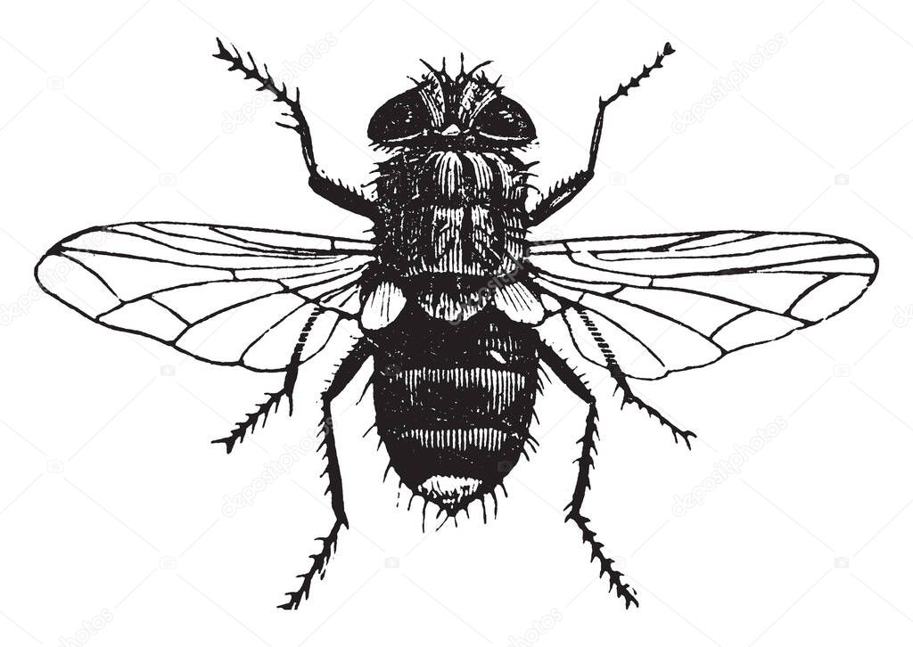 Yellow Tailed Tachina Fly is an insect in the Tachinidae family, vintage line drawing or engraving illustration.
