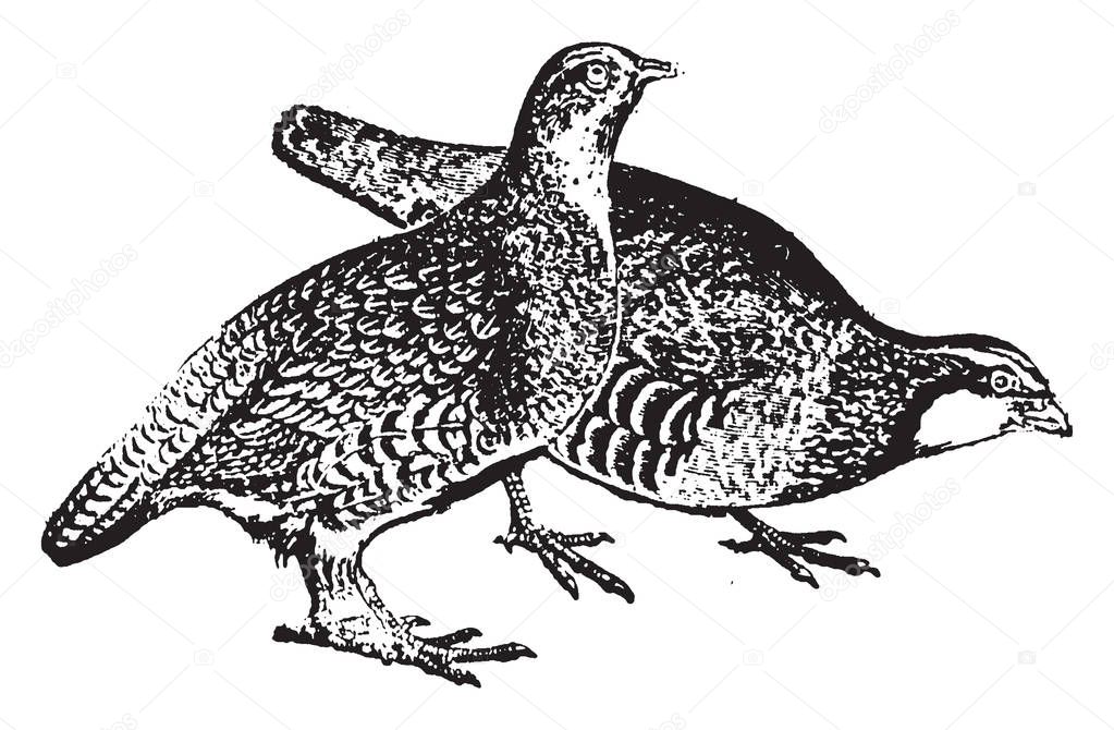 Partridge a game bird belonging to the grouse family, vintage line drawing or engraving illustration.