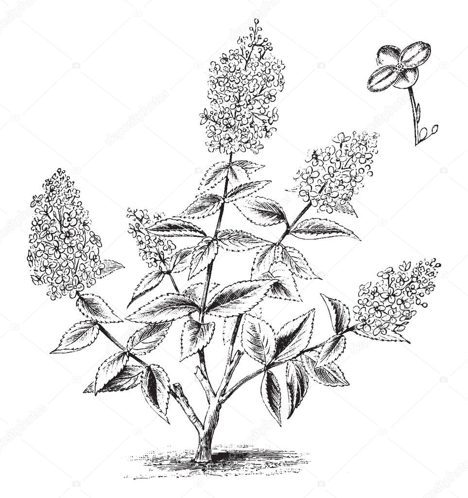 This picture is showing a Habit and Detached Single Flower of Hydrangea Paniculata Grandiflora stem, leaves & star shaped flowers native to southern and eastern China, Korea & Japan, vintage line drawing or engraving illustration.