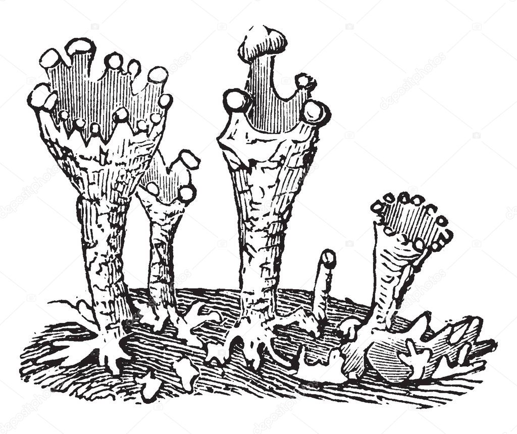 The Cladonia is a genus of moss-like lichens. It is cup-bearing lichens, vintage line drawing or engraving illustration.