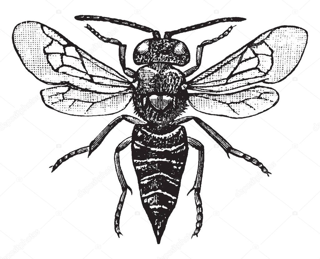 Cuckoo Bee of the family Apidae, vintage line drawing or engraving illustration.