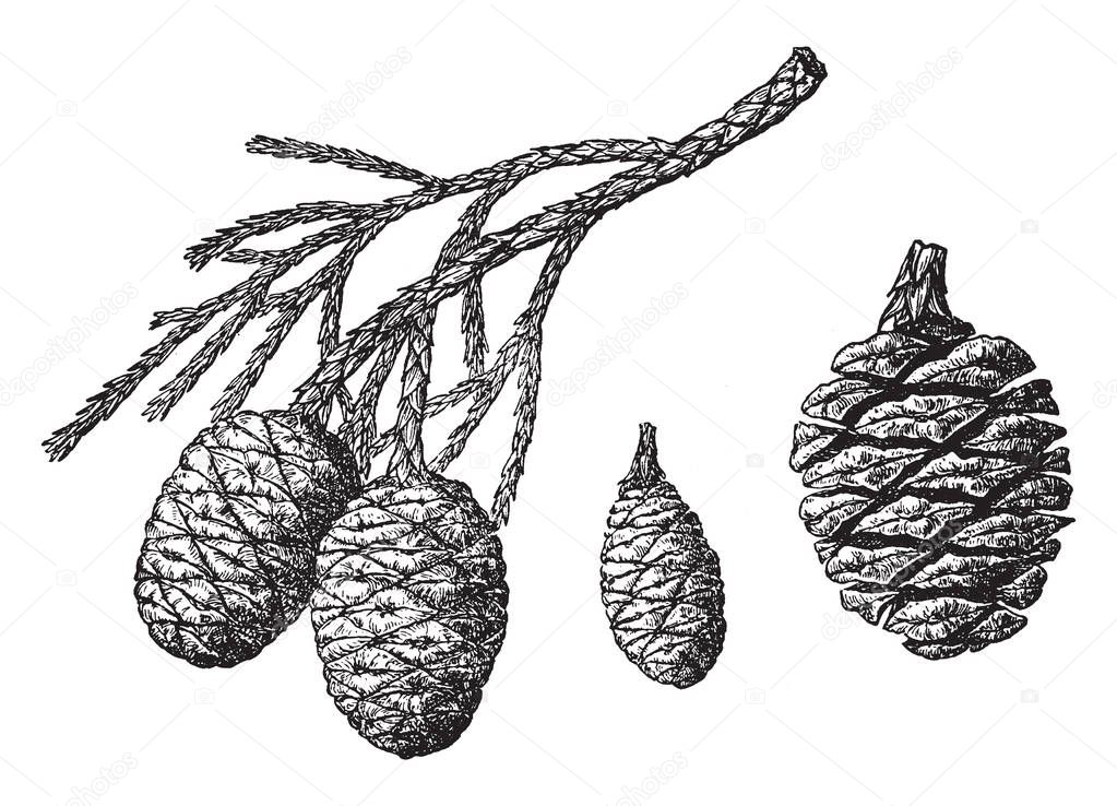 This is the branch of sequoia Gigantea fruit. It looks like a pineapple fruit. it has no leaves. it has the branches of tiny fibers and these are sharp-toothed, vintage line drawing or engraving illustration.