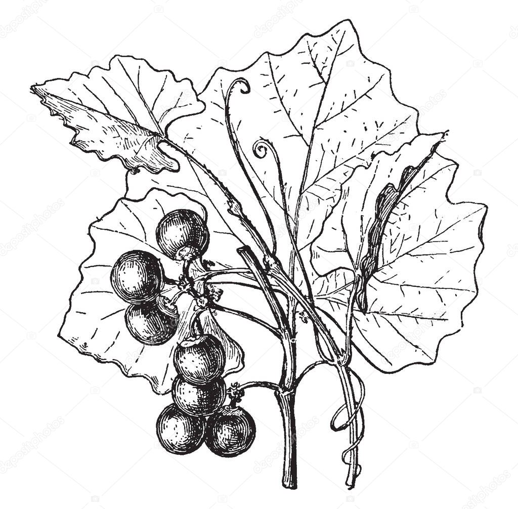 A large genus of woody vines has simple often lobed leaves and small Dioecious flowers & smooth-skinned juicy light green or deep red to purplish black berry eaten dried or fresh as a fruit, vintage line drawing or engraving illustration.