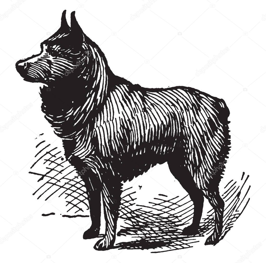 Schipperke is a small Belgian breed of dog that originated in the early 16th century, vintage line drawing or engraving illustration.