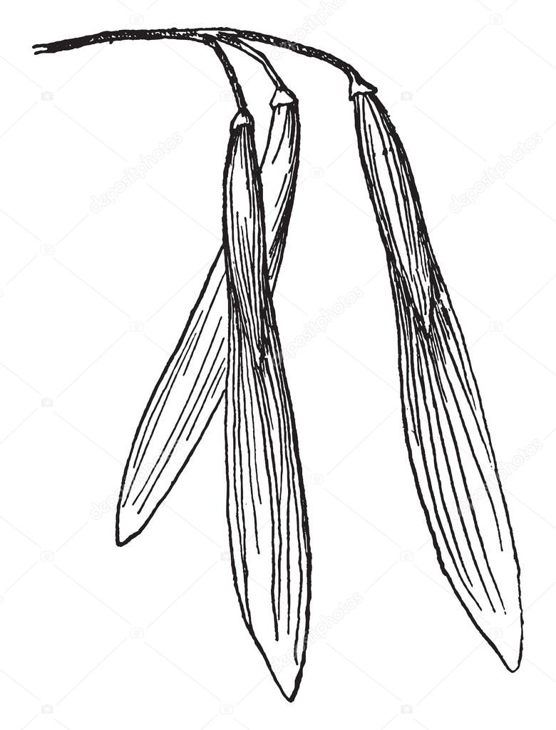 A fruit of Red ash tree. The narrow fruits, called samaras, are one-seeded and winged, vintage line drawing or engraving illustration.
