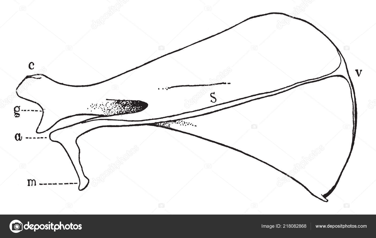 Dorsal View Scapula Rabbit Which Acromion Metacromion Vintage Line ...